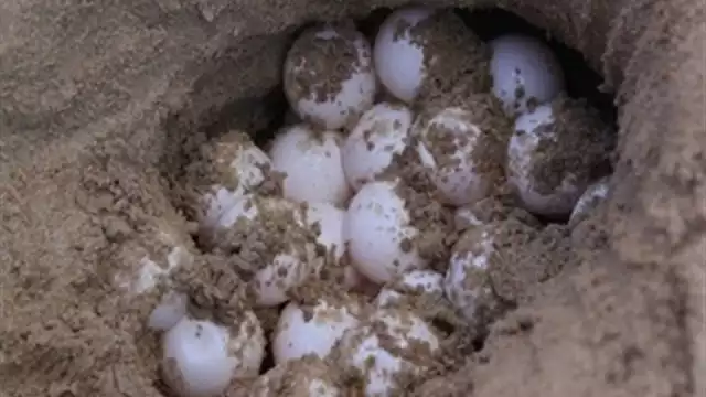 un grupo de 5 jóvenes, 3 de ellos biólogos de la UNAM, además de una bióloga de Colombia, se comprometieron a apoyar la conservación de esta especie