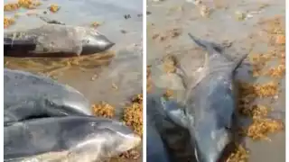 Delfines muertos sobre la playa