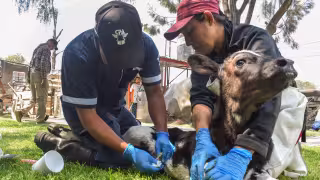 Campeche suma 844 casos de gusano barrenador