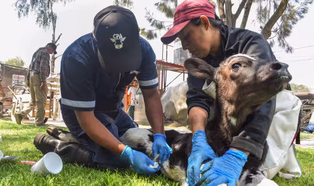 Candelaria y Calakmul, municipios más afectados por gusano barrenador