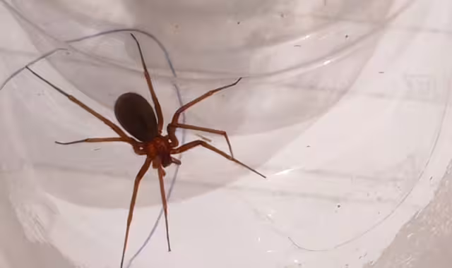 La araña se encontraba escondida entre montones de ropa