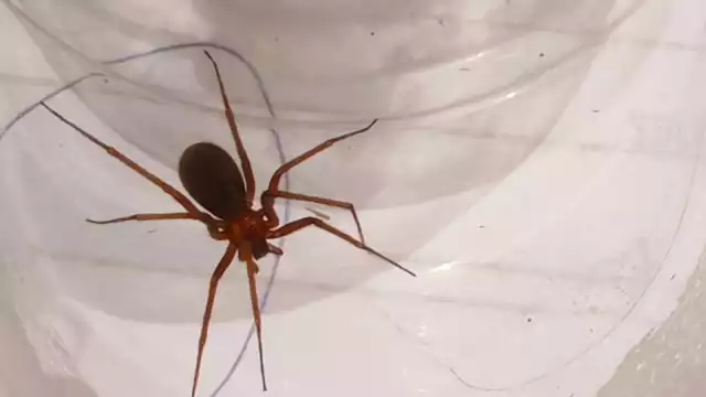 La araña se encontraba escondida entre montones de ropa