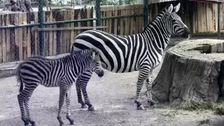 Diversos animales del zoológico de Chilpancingo se encuentran "desaparecidos"