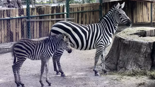 Diversos animales del zoológico de Chilpancingo se encuentran "desaparecidos"