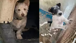 Los tres perritos se encuentra en un albergue en espera de ser adoptados