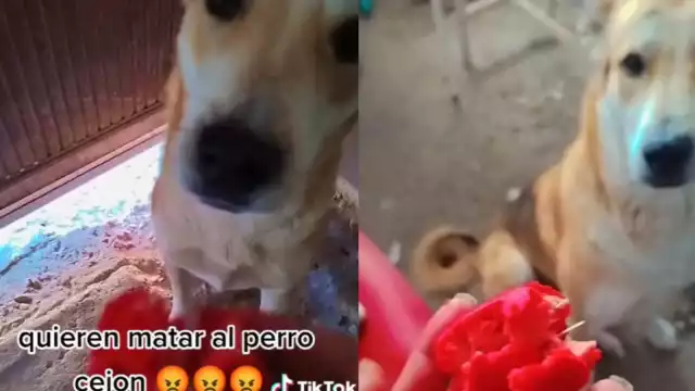 El perro Cejón es famoso en TikTok por los videos junto a su dueña