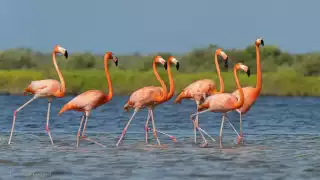 Retornó luego de 24 años a Cozumel