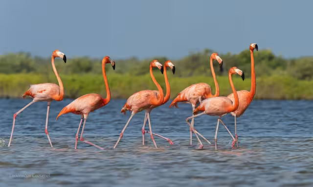 Retornó luego de 24 años a Cozumel