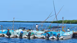 Más de mil pescadores de Yucatán se alistan para el inicio de la temporada de pulpo