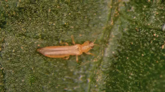 El pequeño insecto es difícil de ver, hasta que ya afectó el fruto