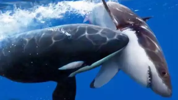 Dos orcas asesinaron a 20 tiburones