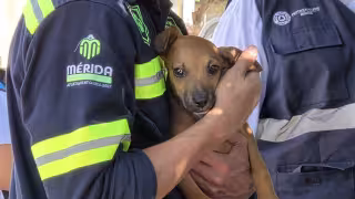 Crueldad animal en Yucatán: estas son las multas, penas de prisión y delitos que debes conocer