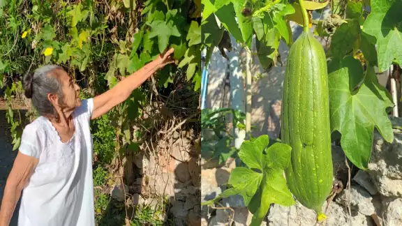 El ciclo de vida de la planta es corto, pero el tipo de clima en la zona costera y el cuidado alargó su vida El ciclo de vida de la planta es corto, pero el tipo de clima en la zona costera y el cuidado alargó su vida