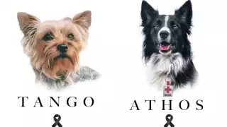 Los perritos fueron envenenados con salchichas