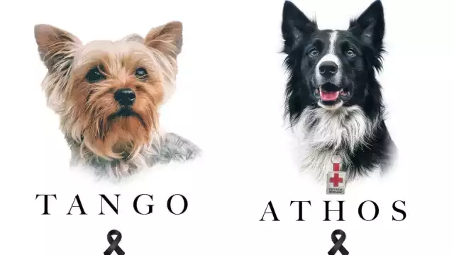 Los perritos fueron envenenados con salchichas