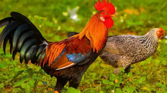 Regalar animales como borregos o gallos es muy común en este municipio