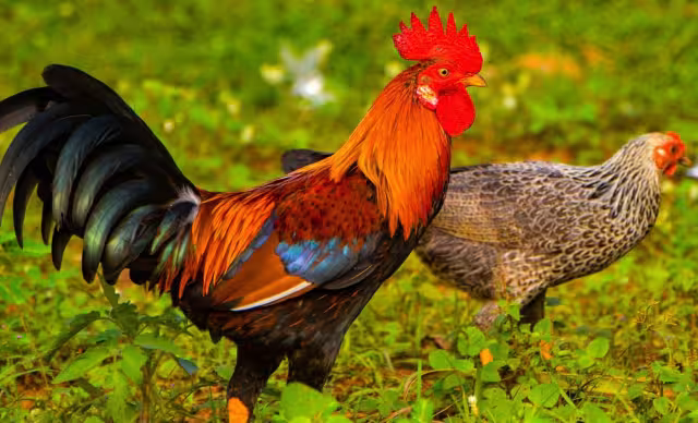Regalar animales como borregos o gallos es muy común en este municipio
