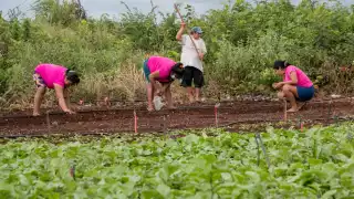 Habitantes de diversos municipios acuden a adquirir hortalizas frescas