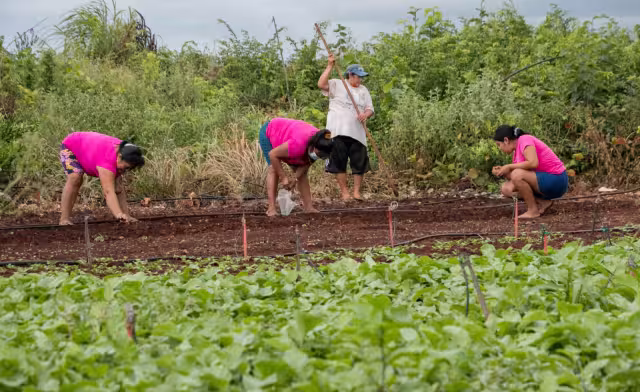 Habitantes de diversos municipios acuden a adquirir hortalizas frescas