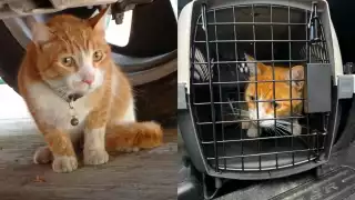 El gatito lucía triste al estar lejos de su hogar en Mérida