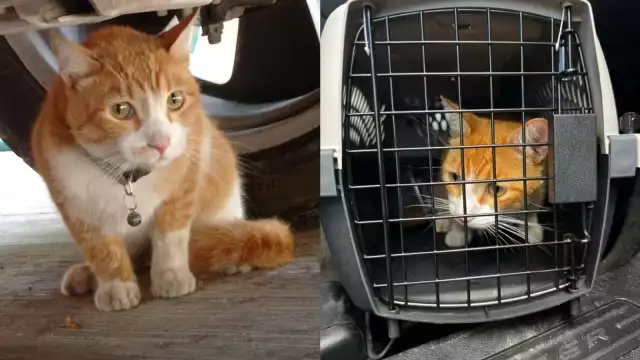 El gatito lucía triste al estar lejos de su hogar en Mérida