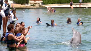 Cofece se opone a la compra de cinco delfinarios en Quintana Roo