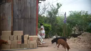 Activistas se reúnen con el Fiscal de Yucatán  para atender denuncias por crueldad y maltrato animal 