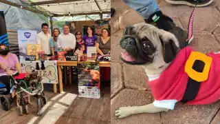El costo de la caminata será de 180 pesos e incluirá un disfraz para tu mascota