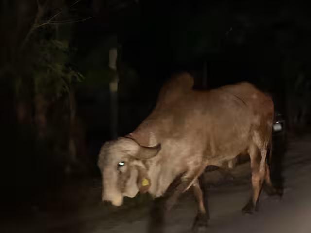 Un toro escapado de un rancho caminaba libremente por calles de la colonia Esperanza en Campeche, generando temor entre los vecinos.