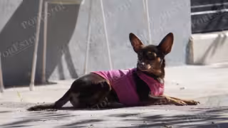 Así protegen los campechanos a sus mascotas de la “heladez" extrema