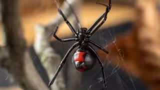 Veneno de viuda negra, 15 veces más potente que el de la cobra; alertan por su presencia en Campeche