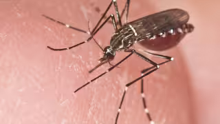 Secretaría de Salud confirma casos autóctonos de chikungunya en Quintana Roo