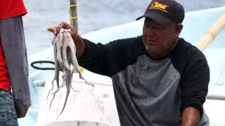 Captura de pulpo pequeño y daño a cuevas reducirían el recurso en Yucatán