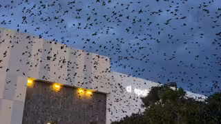 ¿Mal presagio o anuncio de lluvia? Esto significa la aparición de cientos de golondrinas en Campeche