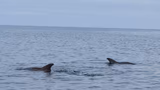 Espectáculo natural en Campeche: captan delfines nadando cerca del malecón