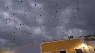 ¿Anunciaban la tormenta? Golondrinas alborotan el cielo de Campeche antes del aguacero