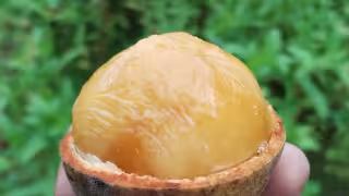 ¿Conoces el k'oolok? El fruto silvestre de Campeche que pocos conocen y que se parece a la huaya