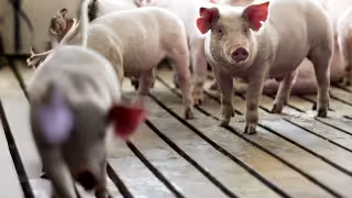 Profepa confirma daños al agua, suelo y aire a causa de más de 500 granjas porcícolas en Yucatán