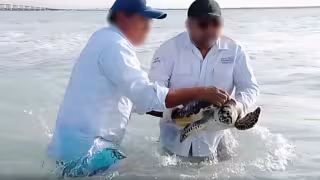 Liberan tortuga de carey rehabilitada en costas de Campeche.