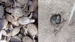 Punta Xen supera los mil 500 nidos de tortuga carey protegidos en Champotón
