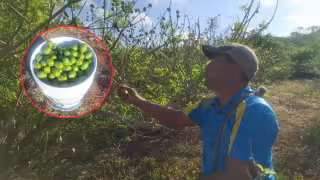 De Tinún para México: Salvan campos de ciruela tras severa plaga y ahora la exportan hasta Michoacán