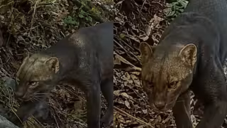 Captan en la selva de Campeche a un majestuoso yaguarundí, el felino más difícil de observar en México