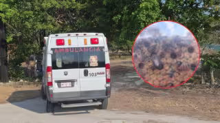 Tras ataque que dejó 15 lesionados, alertan por aumento de enjambres de abejas en Carmen