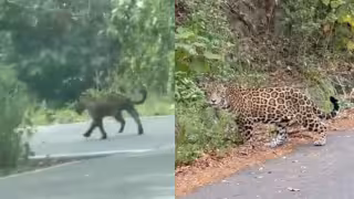 Aumentan avistamientos de jaguar en Calakmul; población crece en México