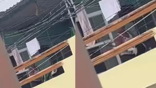 Activistas llaman a denunciar maltrato animal tras polémico caso de husky en Ciudad del Carmen