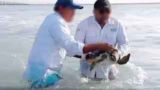 Tras un año de luchar por su vida, PROFEPA libera a tortuga de carey en las costas de Campeche