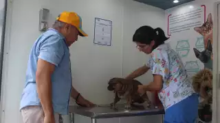 En Yucatán, reportan un caso de mordedura de perros cada dos horas