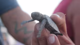 Alertan por ingreso de vehículos a playas con nidos de tortuga en Progreso