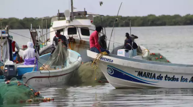 Crisis en especies clave amenaza estabilidad del sector pesquero yucateco