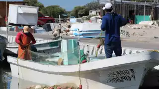 Sector pesquero de Progreso sugiere reabrir la captura de pepino de mar y de caracol blanco